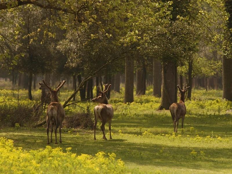 Agroturismo Il Dosso Codigoro